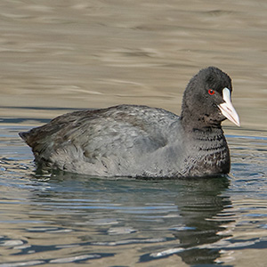 Eurasian Coot